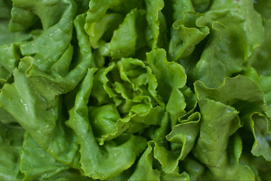 Close-up view of fresh green lettuce.