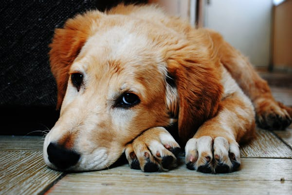 Golden Retriever lying with head next to paws