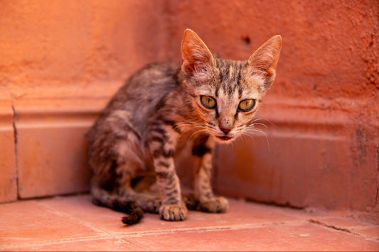 A very skinny cat sitting in the corner of a red building.