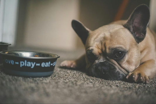 A French bulldog lies down beside a dog food bowl