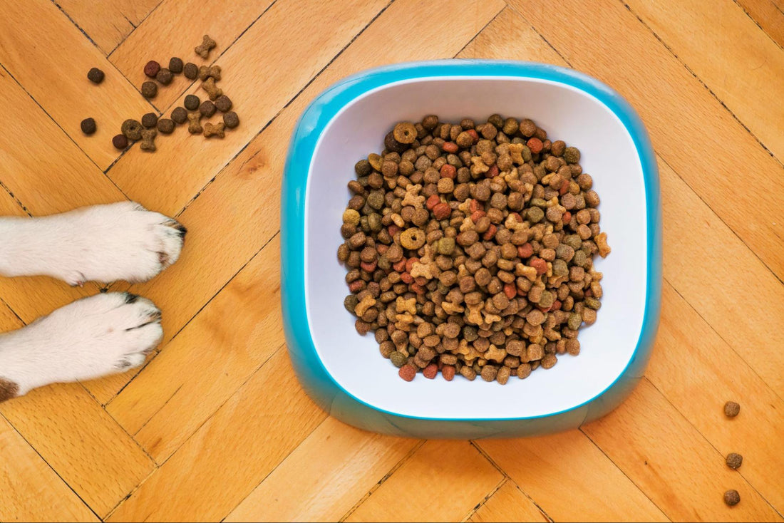 A dish of dog food on a hardwood floor while a dog’s paws lie next to the dish