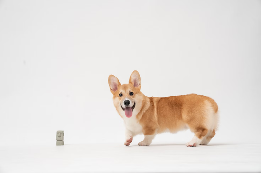 corgi showing long back and short legs