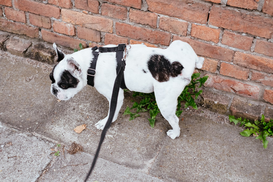 Dog on a Leash with One Leg Lifted over a Plant next to a Brick Wall