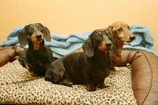 Three dachshunds sitting in a leopard print dog bed.