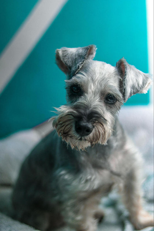 Dog Sitting on a Chair