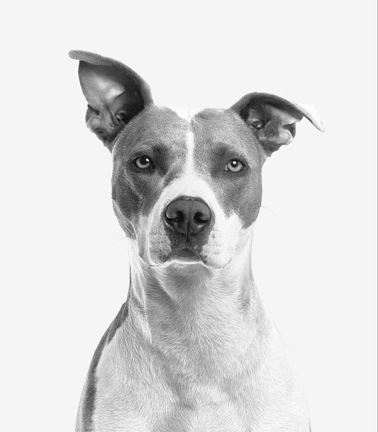 A grayscale picture of a pit bull with patches.