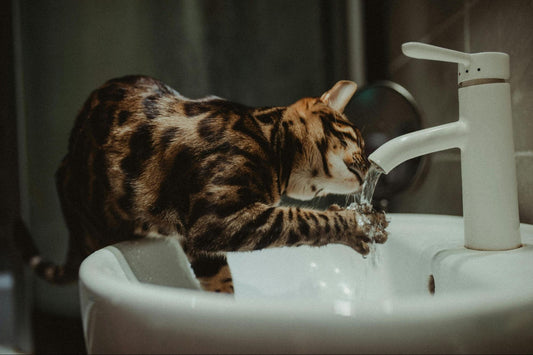 Bengal cat drinking water from the sink faucet