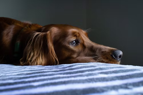 Brown dog laying on striped blanket