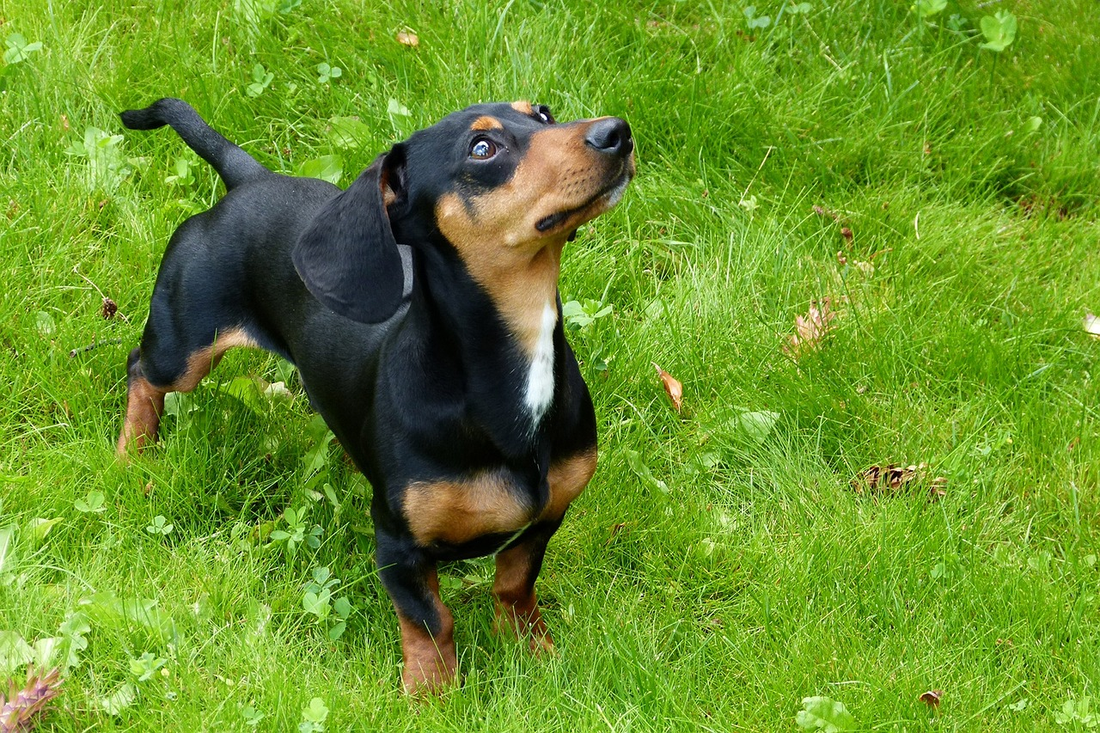 dachshund dog standing in grass