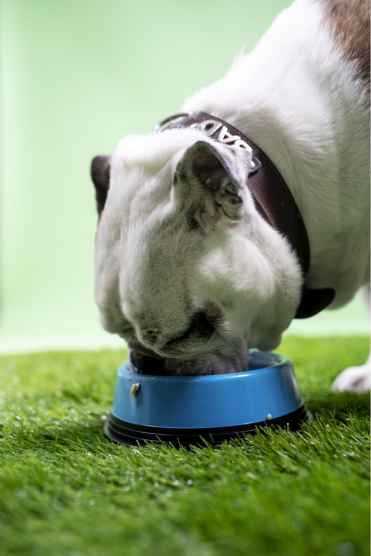 white and brown dog eating from a dog bowl