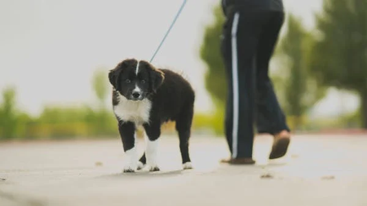 Black and white being walked on leash