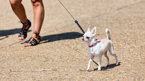 White chihuahua on leash