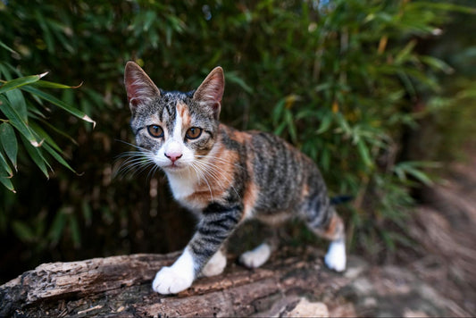 A grey, black, brown, and white striped cat climbing along a fallen log.