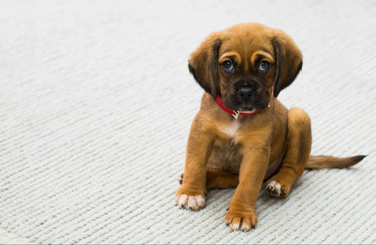 A small German Shepherd puppy wearing a red collar sits on a grey rug.