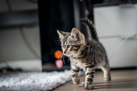 A grey and black tabby kitten walks through a room with hardwood underfoot and a fluffy rug nearby.