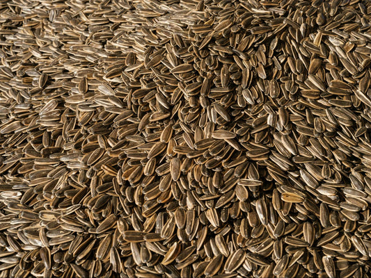 A large quantity of roasted sunflower seeds still inside their shells.