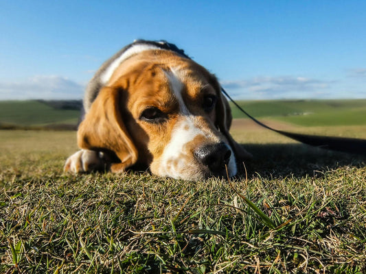 A brown and white dog on a leash rests in a grass field.