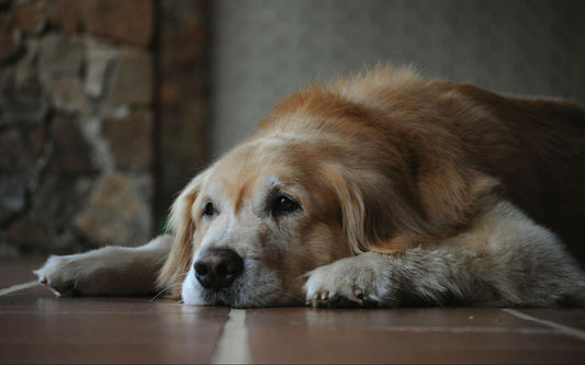 A senior golden retriever lays on a tile floor.