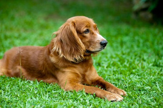 Golden retriever lying on grass