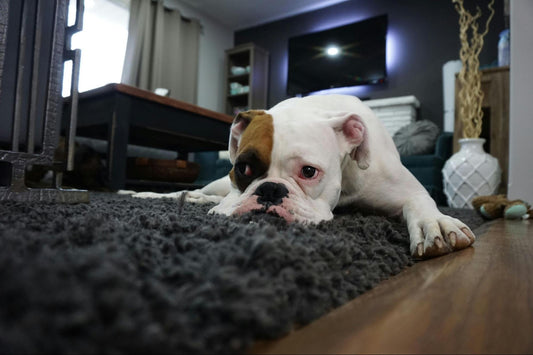 Dog Resting at Home After Surgery