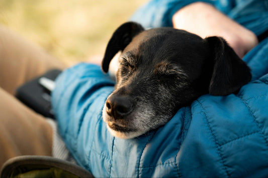 A black dog with grey around its muzzle sleeps in a person’s arms.