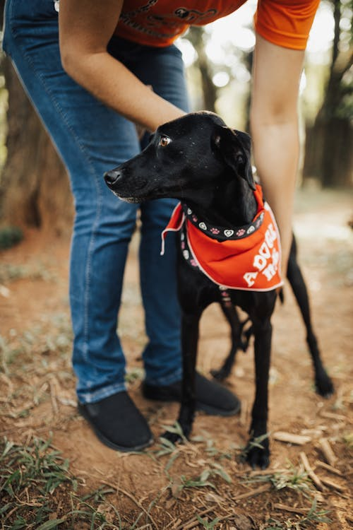 black dog with orange handkerchief reading “adopt me”