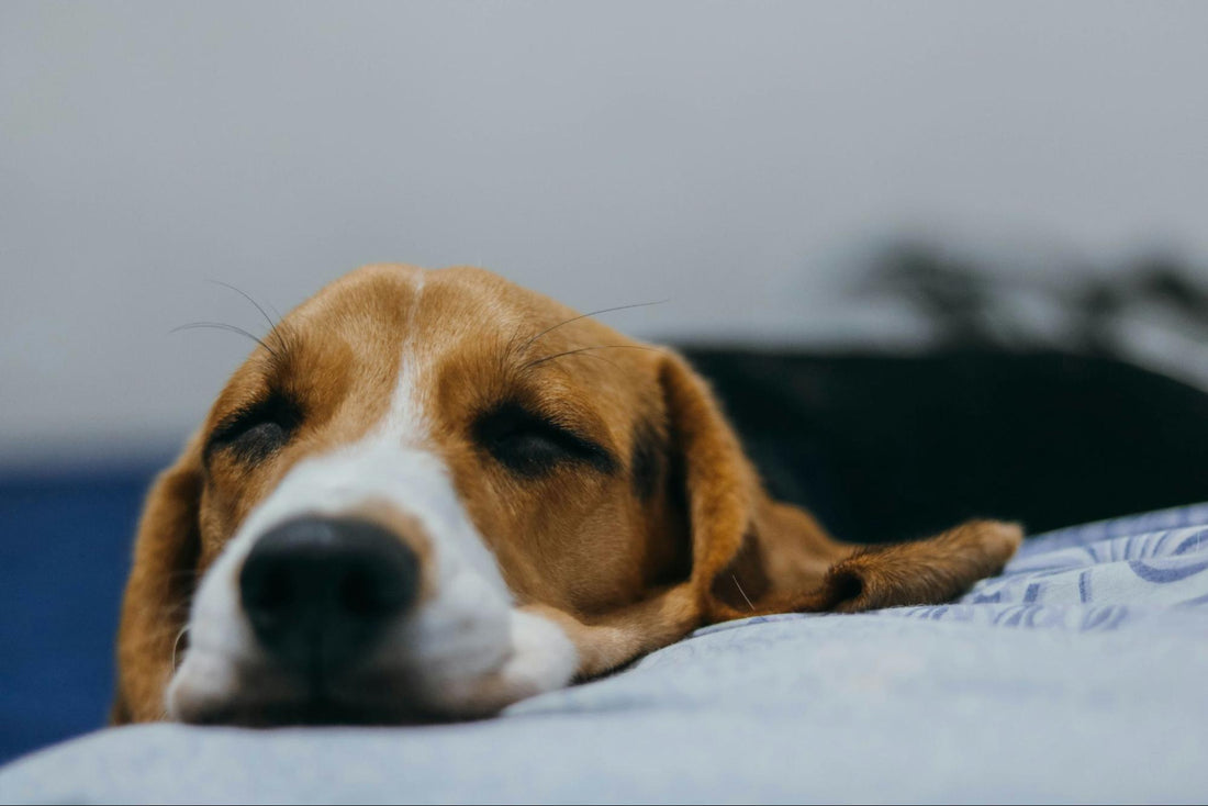 A beagle lies on a bed with eyes closed