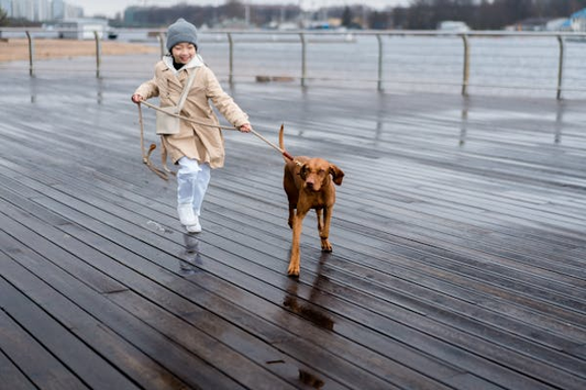 Brown dog being held on leash by child