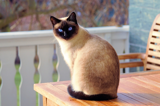 siamese cat sitting on the table