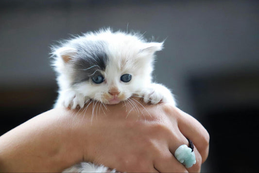 A very small white and grey kitten held in a person’s hand.