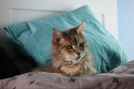 An old cat lies on a bed with a teal pillow in the background.