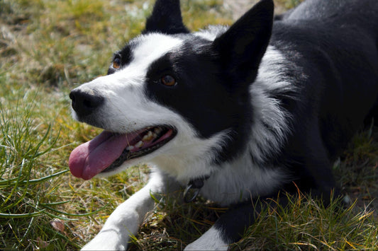 A black and white collie lays playfully on the grass.