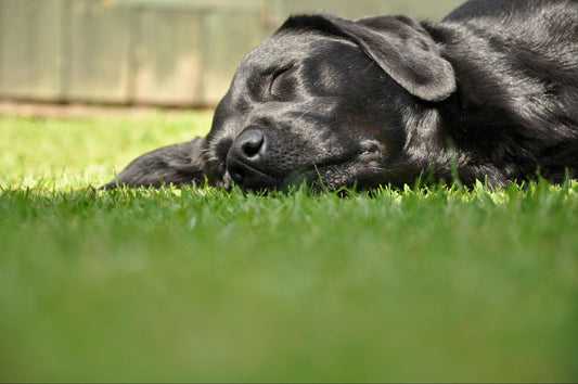 A black dog relaxes and sleeps in a sunny spot on the grass.