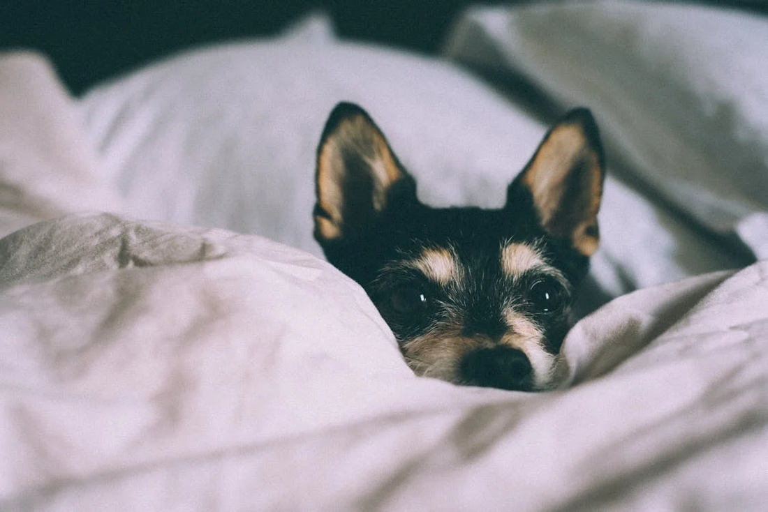 A close up of a dog resting