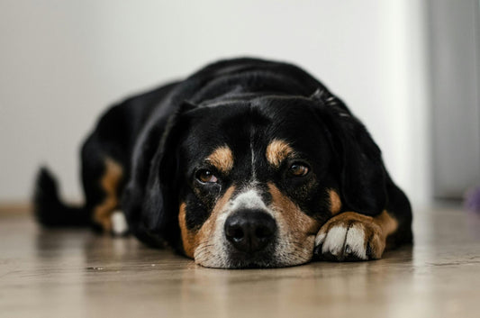 A black and brown dog lays on a hardwood floor.