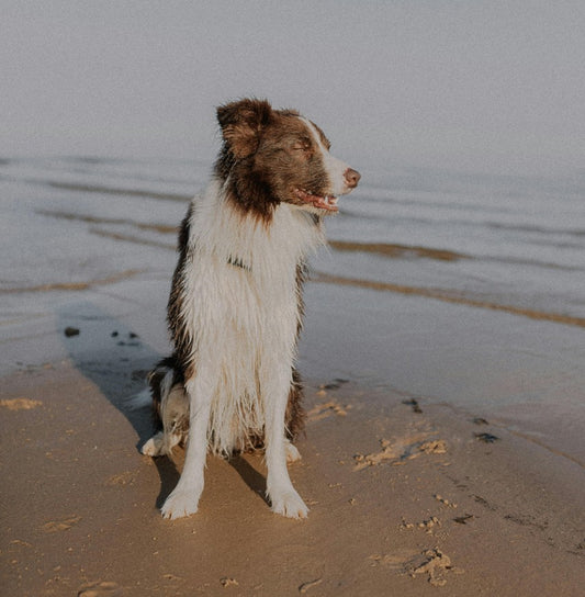 Dog Not Eating While Owners on Vacation