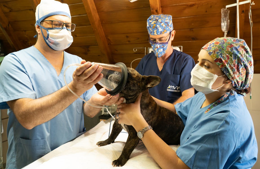 Dog receiving anesthesia