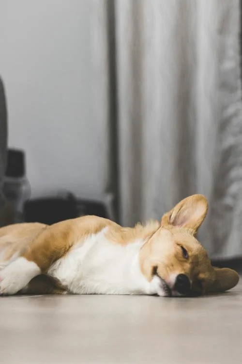 corgi sleeping on the ground on their side