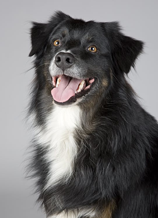 healthy, long-coated black-and-white dog