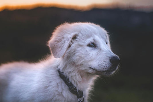 Dog shivers in the cold