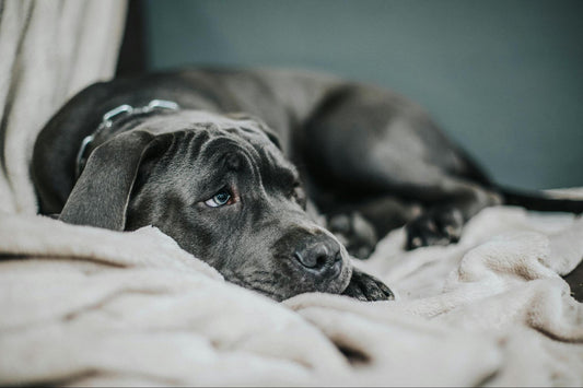 A dark puppy lays on a cream-colored blanket.