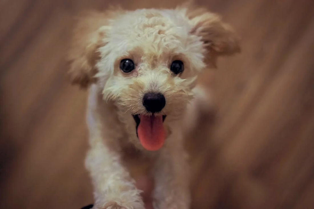 White puppy