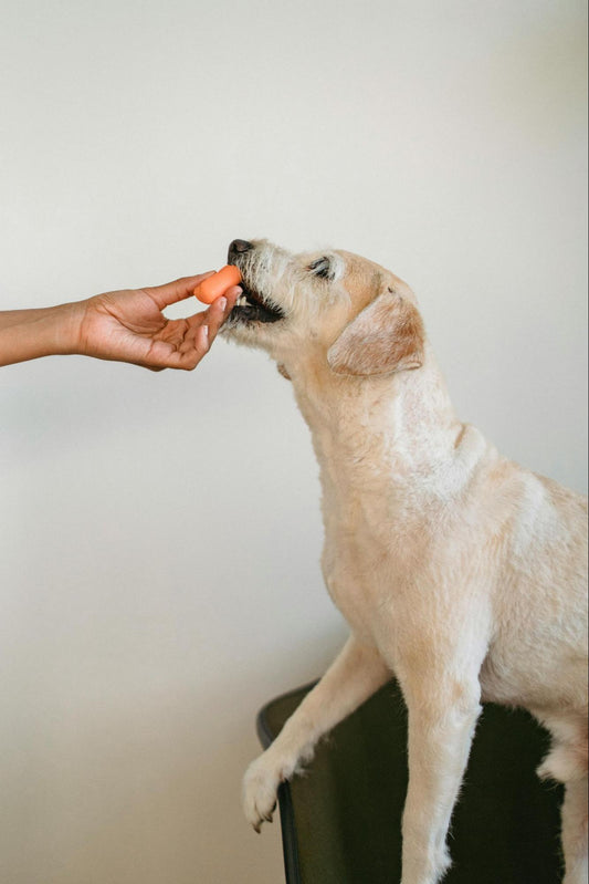 No Poop Problem: Addressing Concerns on a Bland Dog Diet