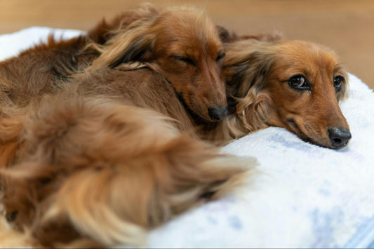 Two long-haired dachshunds cuddled on a light blue pillow.