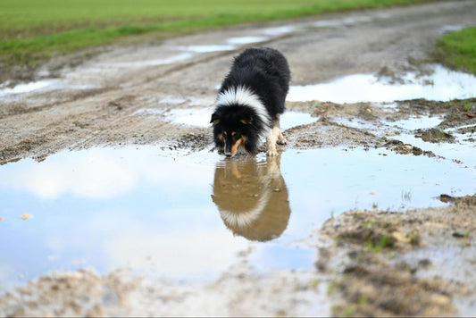 A Collie dog drinking water from a puddle on a muddy path.