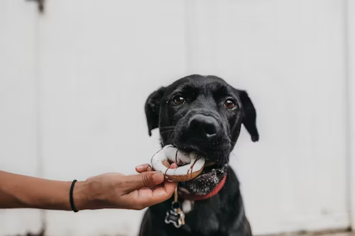 Hand holding toy in mouth of black dog