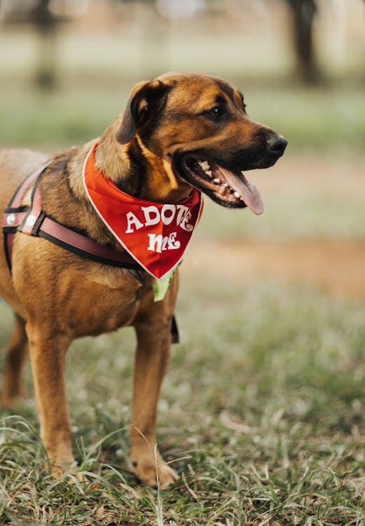 brown dog standing on the grass wearing a red bandana that reads “Adopt Me”