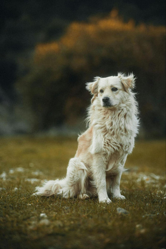 A fluffy white dog sits in a field of grass looking windblown and a bit forlorn.