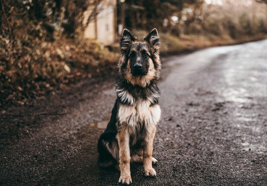 A German Shepherd sits on a gravel trail