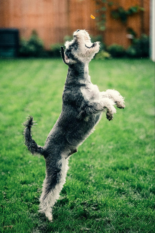 A gray and white dog jumping up on its hind legs with paws extended trying to catch a treat mid-air.